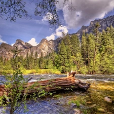 fallen, trees, forest, River, Mountains