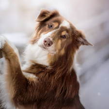 Fance, snow, Australian Shepherd, muzzle, dog