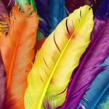 color, feather