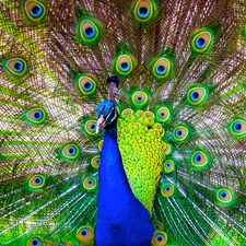 tail, feather, peacock, Outstretched, Bird