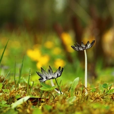 feet, mushrooms, hats