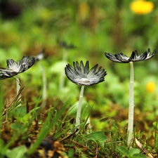 feet, mushrooms, hats