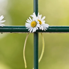 daisies, fence