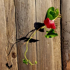 Colourfull Flowers, Wilec, fence, creeping