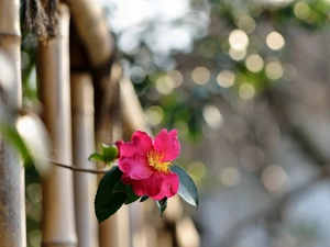 fence, Wild, rose