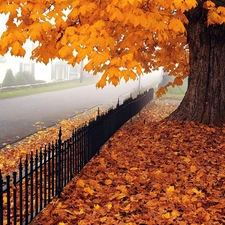Leaf, autumn, fence, Street, trees, Yellow