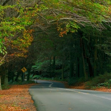 fern, autumn, forest, Leaf, Way