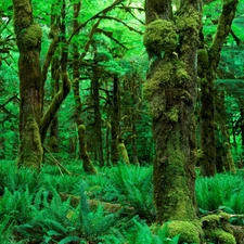 Beatyfull, forest, fern, Green