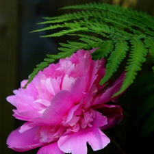 Colourfull Flowers, leaf, Fern, peony