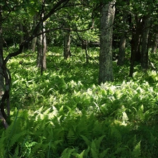 forest, Fern