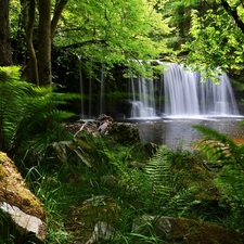 fern, waterfall, forest