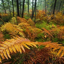 forest, fern