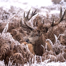 fern, deer, frosty