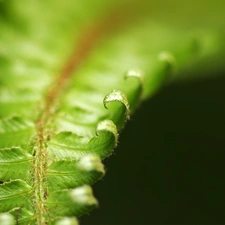 leaf, fern