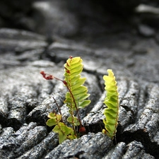 fern, change, leaves