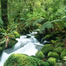 River, Stones, Fern, mossy