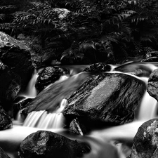 fern, stream, Stones