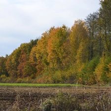 autumn, forest, Field, wall