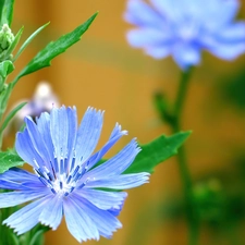 Blue, Colourfull Flowers, field, chicory