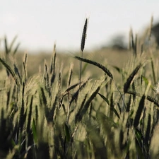 Field, Lany, cereals