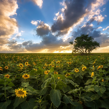 Nice sunflowers, trees, Field, Flowers, clouds