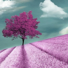 Field, Narrow-Leaf Lavender, Pink, trees, clouds