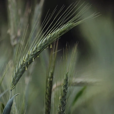 Field, corn, ear