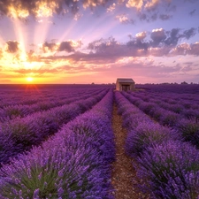 clouds, Great Sunsets, Field, house, lavender