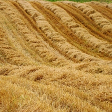 Mazury, field