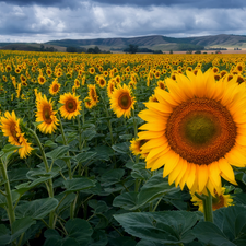 Nice sunflowers, plantation, Field