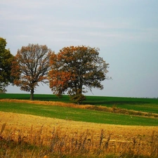 trees, autumn, Field, viewes