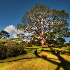 Field, trees, viewes