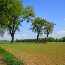 Field, Way, trees, viewes, Field