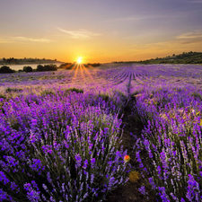 west, lavender, Field, sun