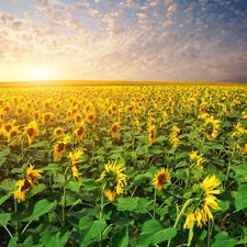 west, Nice sunflowers, field, sun