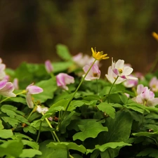 Pink, Yellow, fig buttercup, Anemones