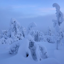 trees, winter, Lapland, Finland, viewes, Fog