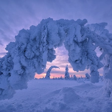 viewes, winter, Lapland, Finland, Great Sunsets, trees
