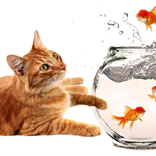 fishes, kitten, aquarium