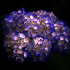 flakes, hydrangea, change