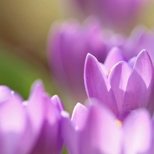 crocuses, Flowers, flakes, purple