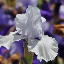 Colourfull Flowers, White, flakes, iris