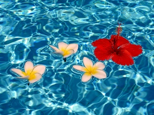 flakes, water, Flowers