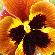 pansy, flakes