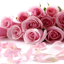 flakes, Pink, roses