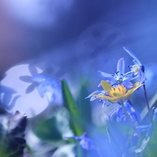 Blue, Siberian squill, Flare, Flowers