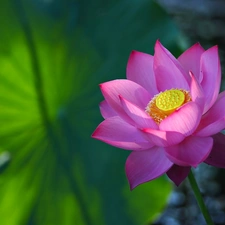 sun, Colourfull Flowers, luminosity, ligh, lotus, flash, Bokeh