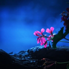 sun, Flowers, luminosity, ligh, geranium, flash, Night