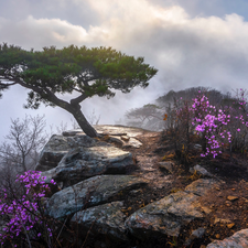 Bush, Fog, trees, Flourished, Rocks, Flowers, pine