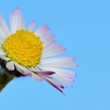 flower, daisy